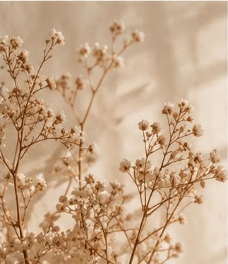 Dried baby's breath flowers in cream light