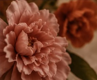 Dusty rose peonies in bloom